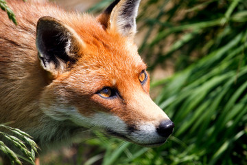 Close-up of a Red Fox (Vulpes vulpes)