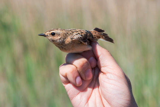 Ornithologist holds female whinchat in his hand