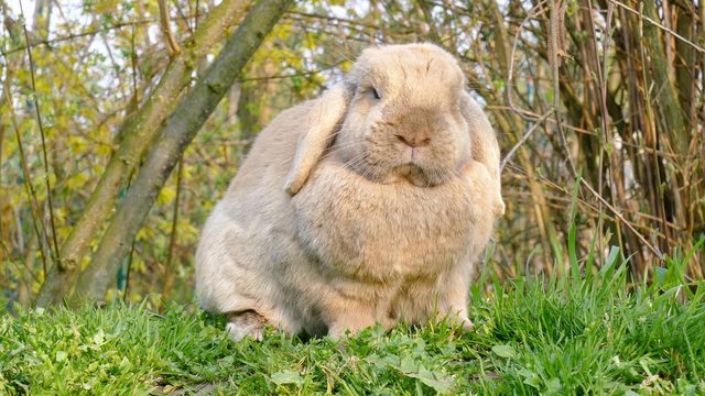 litte cute rabbit with brown fur