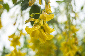 Yellow flowers with dews
