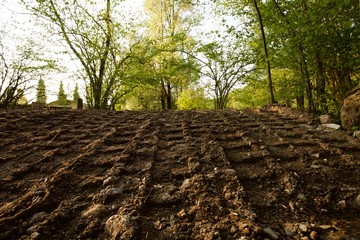 Ecologia: il bosco viene distrutto dall'uomo