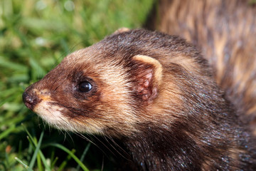 Close-up shot of an European Polecat (mustela putorius)