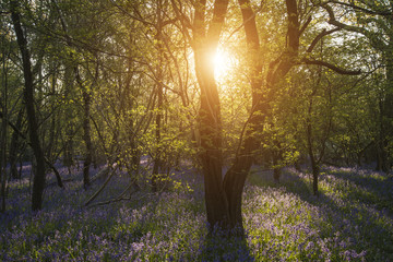 Beautiful landscape of bluebell forest in Spring in English countryside
