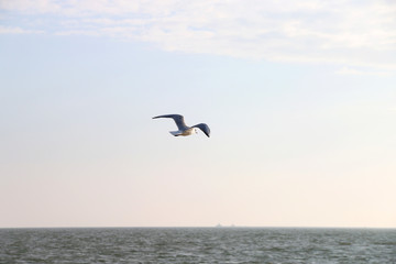Fototapeta na wymiar чайка, летящая, над морем под синем небом
