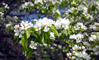 Deep apple tree branches with many white flowers blossom in spring on sunny day closeup