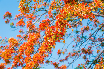 Royal Poinciana tree