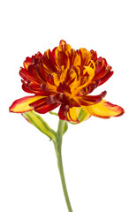 Obraz na płótnie Canvas yellow-red tulip