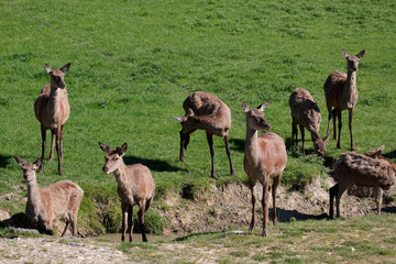 Herd of Red Deer (cervus elaphus)