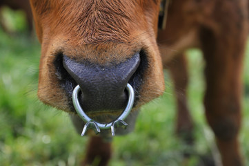 gros plan sur anneau nasal d'une vache
