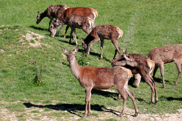 Naklejka na ściany i meble Herd of Red Deer (cervus elaphus)