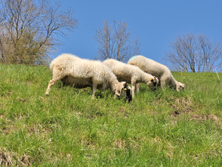 Obraz premium moutons broutant dans prairies 