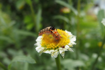 タイワンキドクガの幼虫