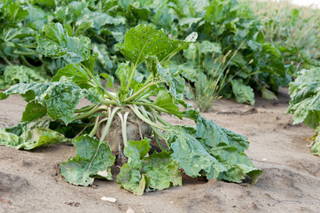 sugar beet