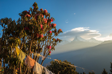 Annapurna range and Rhododendron tree view from the top of Poonhill in Annapurna conservation area...