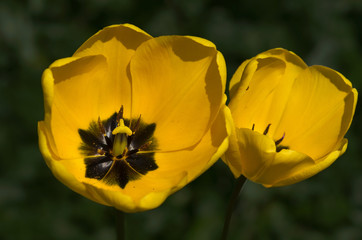 gelbe Tulpen