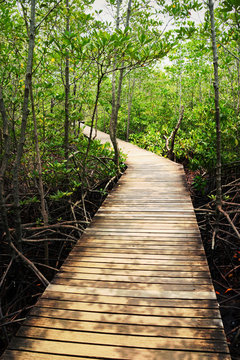 Wooden bridge walkway to mangrove forest