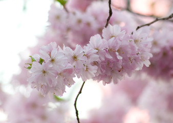 Obraz premium Sakura - Frühling