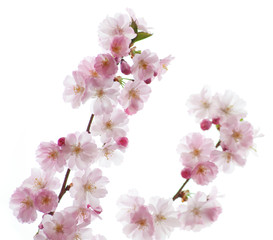 Naklejka na ściany i meble Sakura - Frühling