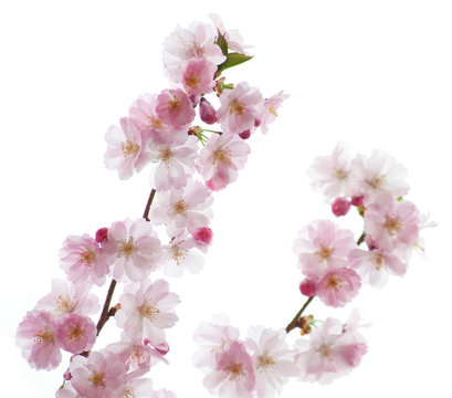 Sakura - Frühling