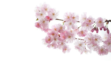 Fototapeta premium Sakura - Frühling