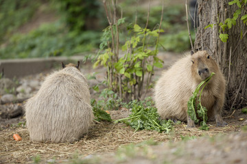 capybara enjoying meal
