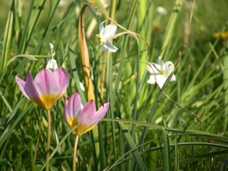 Fleur au printemps dans l'herbe
