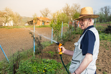 Farmer watering crops