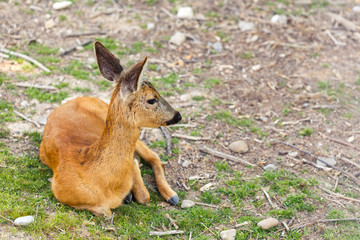 Young deer resting on the ground