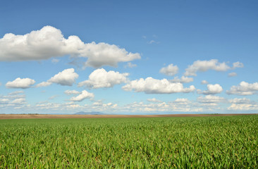 Wheatgrass field in Europe