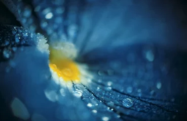 Papier Peint photo Fleurs Drops of rain on beautiful blue flower
