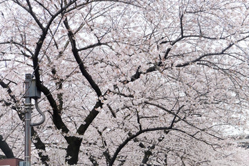 Obraz premium Cherry blossoms at Meguro river in tokyo,japan