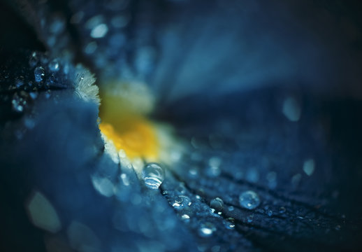 Fototapeta Drops of rain on beautiful blue flower
