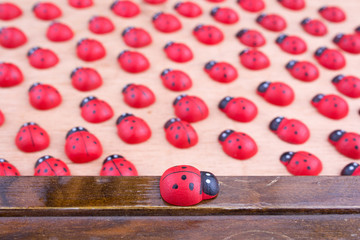 ladybugs on board