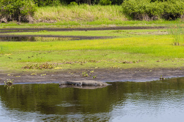 Large alligator resting near Florida swamp.