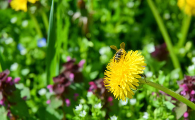 Dandelion and bee