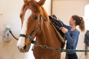 girl and horse