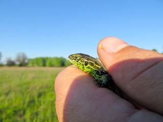 Little green lizard in the hand