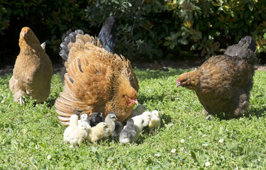 brahma chicken and chicks