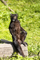 the male Black lemur, Eulemur m. macaco