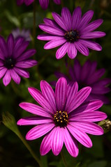 Obraz premium Margherita viola