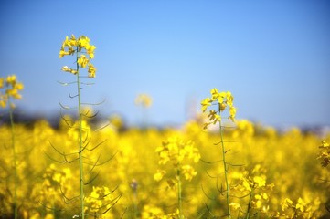 Obraz premium Fiore di colza