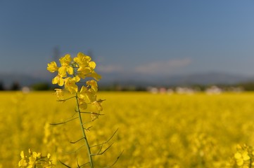 Obraz premium Fiore di colza