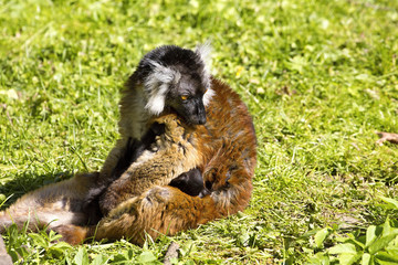 Black lemur, Eulemur m. macaco, female with young