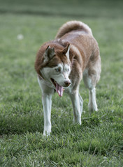 Closeup portrait of Siberian husky dog