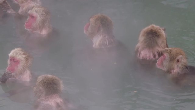 Group of Snow Monkeys in Hot Springs. Japanese Macaque Onsen Monkey.