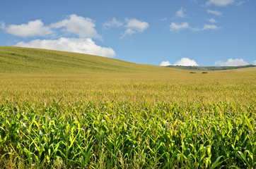 Endless cornfields