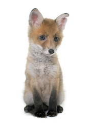 fox cub in studio