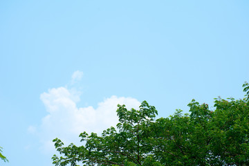 Fototapeta premium tree and blue sky with clouds