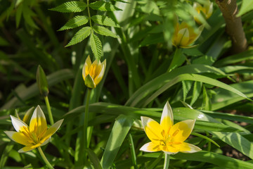 natural photos of flowers in the garden