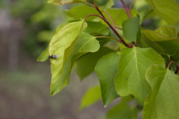 green leaf